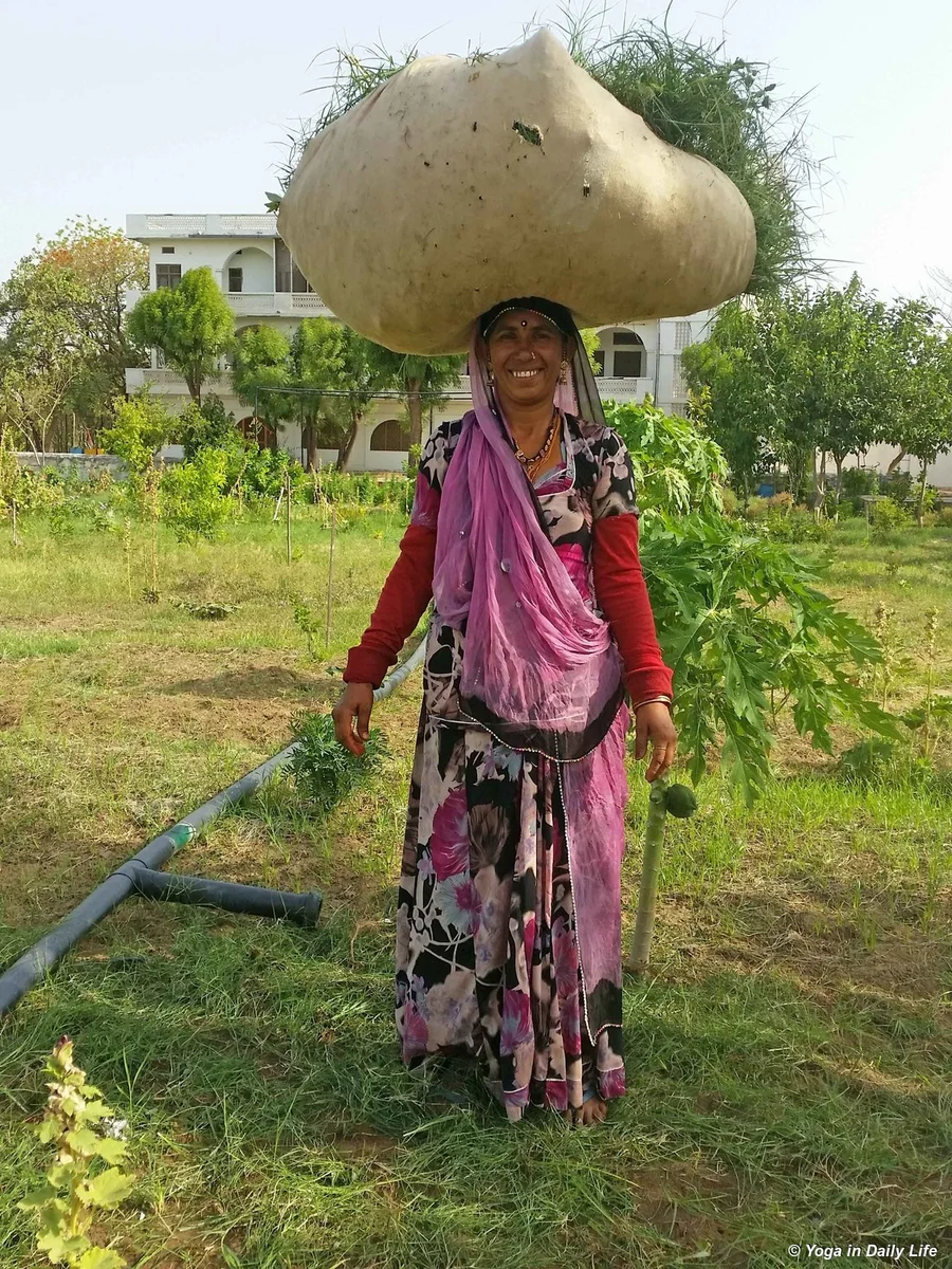 Parsi carrying fodder to horses